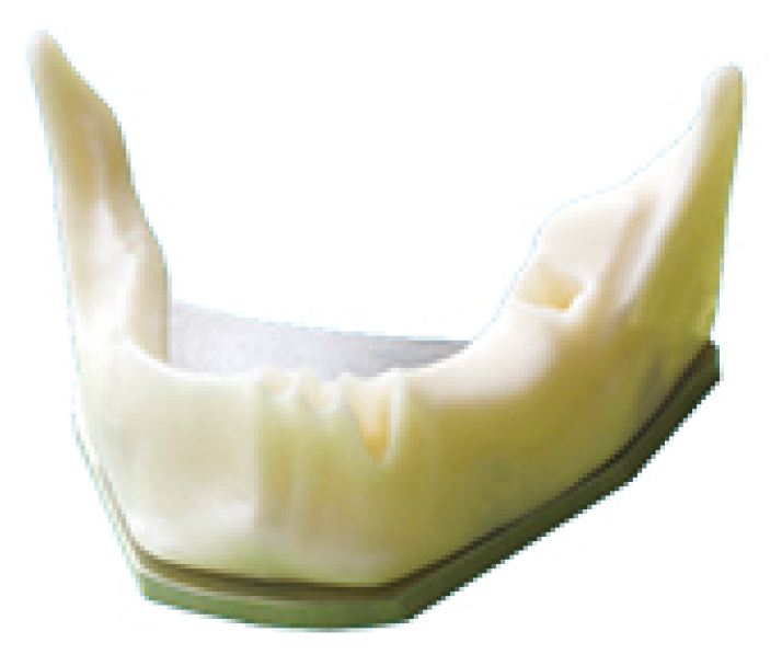 TM-T3 Anatomically Bone mandible